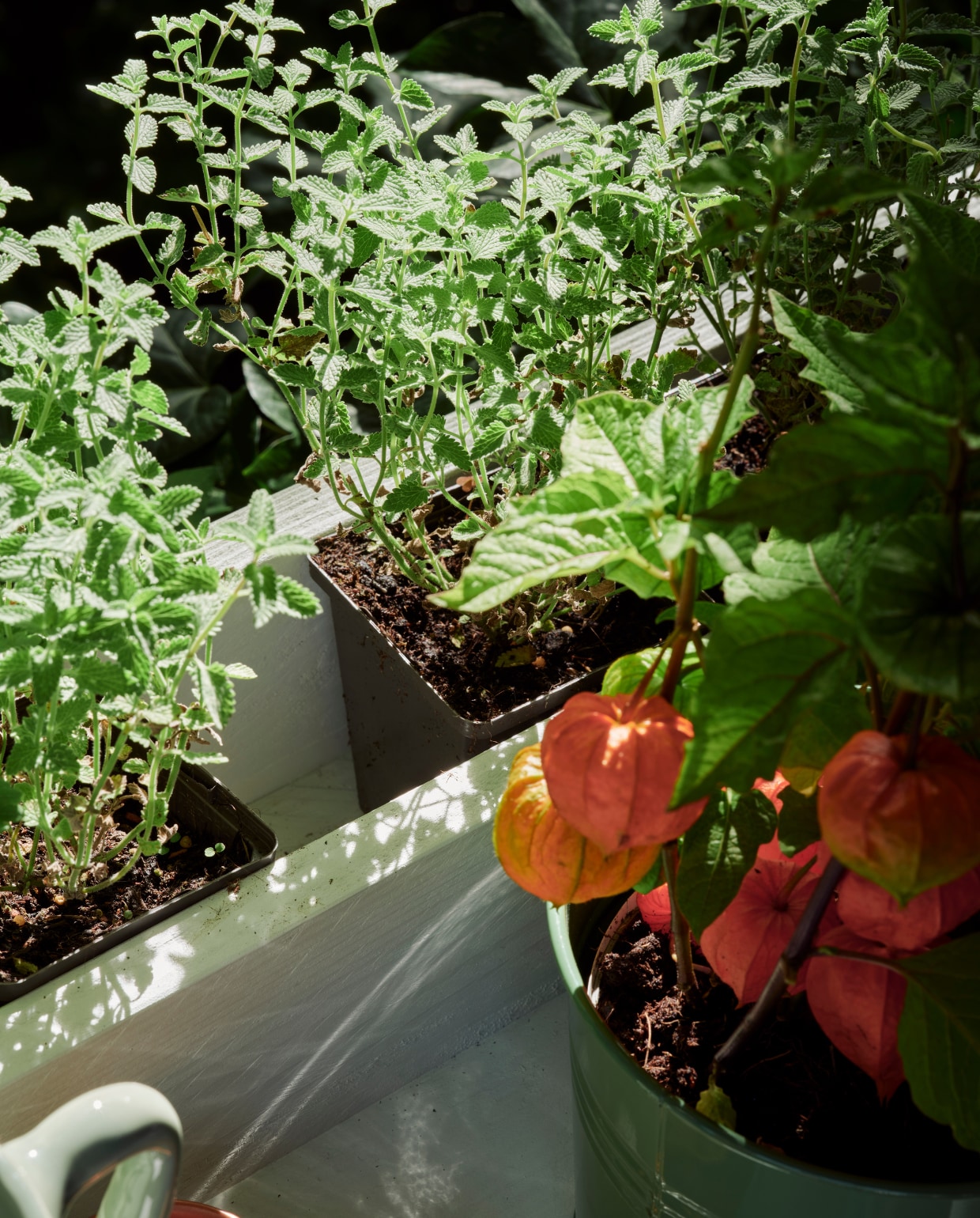 Zeegroene karaf, terra mokken Alva, klein, per stuk, linnen terra plaid (loods5). Groene plantenpot (dille-kamille). Groene emmer, plantenhanger, terra plantenpot Diego (intratuin). Espadrilles en zonnebril privébezit. vtwonen 06-2023 | Tuin special 6 | Styling Moniek Visser | Fotografie Sven Benjamins