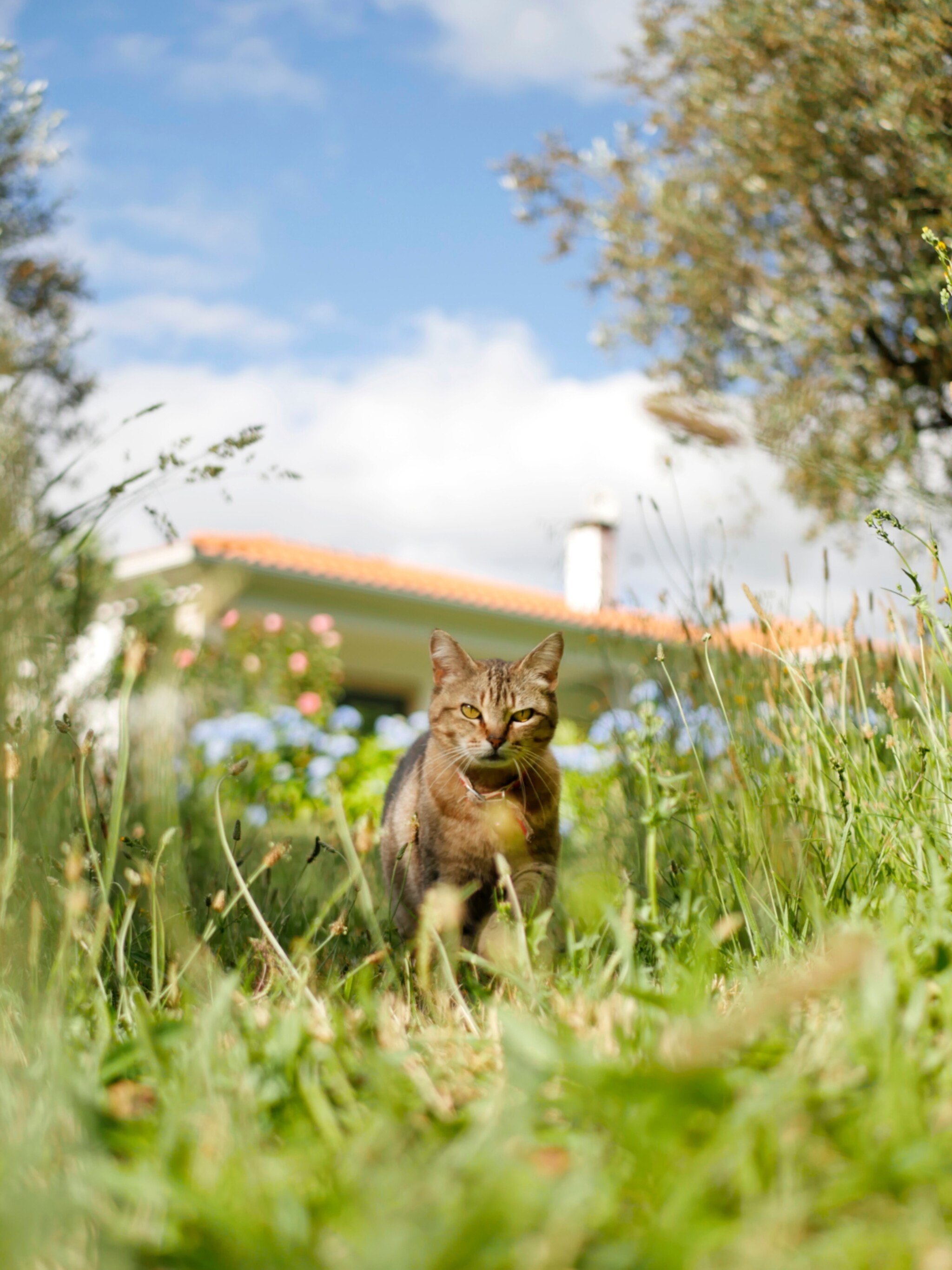 6x tips tegen katten in de tuin
