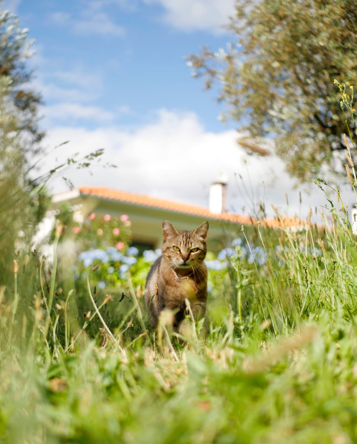 Kat in het gras Unsplash