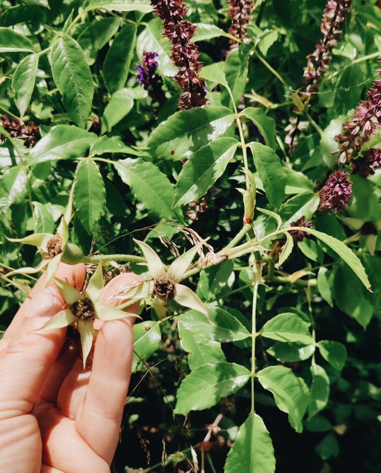 Voorbeeld van een gesnoeide Nepeta in de tuin van tuinexperts Vivian Hoebe en Mark Mulder. Deze bloeit over een paar weken voor een tweede keer. Vivian Hoebe en Mark Mulder