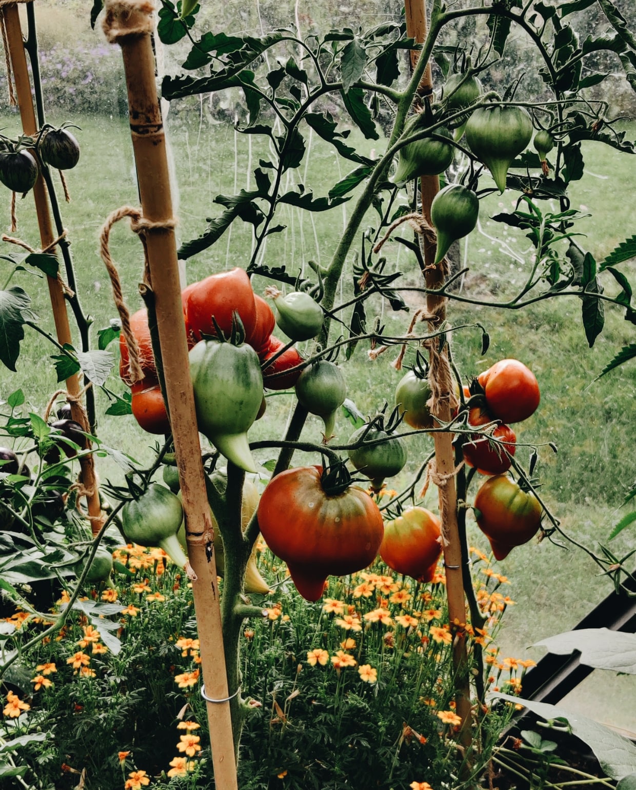 Tomaten moestuin Beeld Vivian Hoebe en Mark Mulder