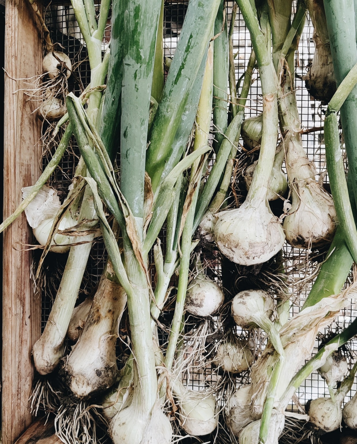 Moestuin oogst prei Beeld Vivian Hoebe en Mark Mulder