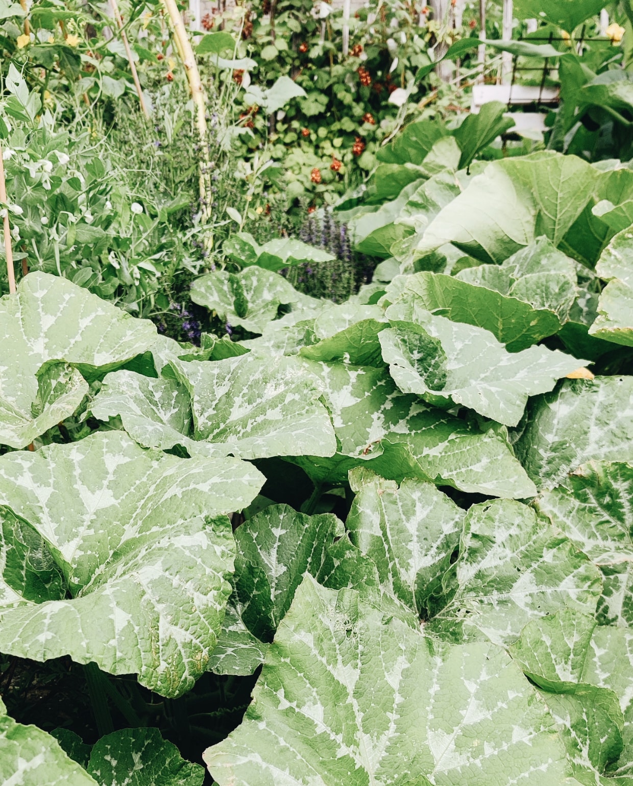 De moestuin van Vivian en Mark Beeld Vivian Hoebe en Mark Mulder