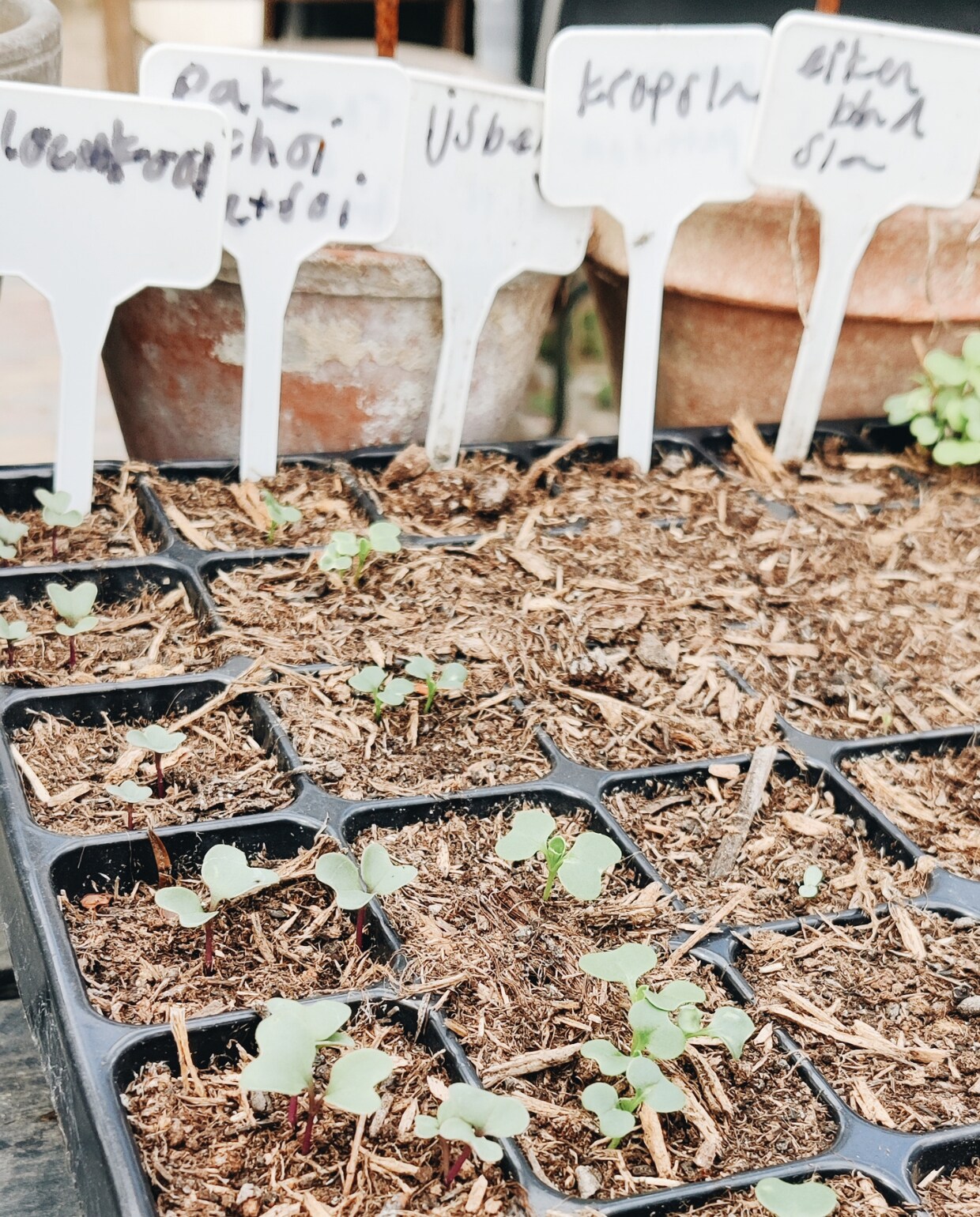 Kruiden moestuin Beeld Vivian Hoebe en Mark Mulder
