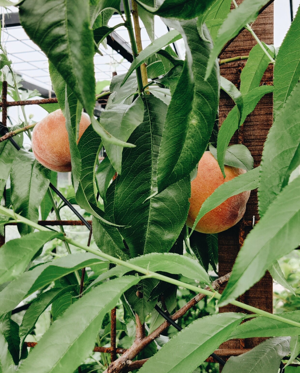 Oogst moestuin Beeld Vivian Hoebe en Mark Mulder