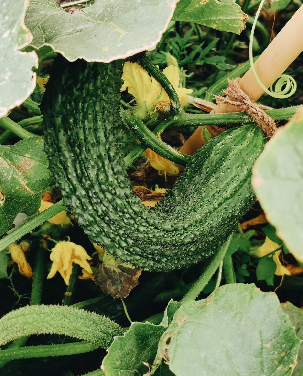 Oogst moestuin van Vivian en Mark Beeld Vivian Hoebe en Mark Mulder