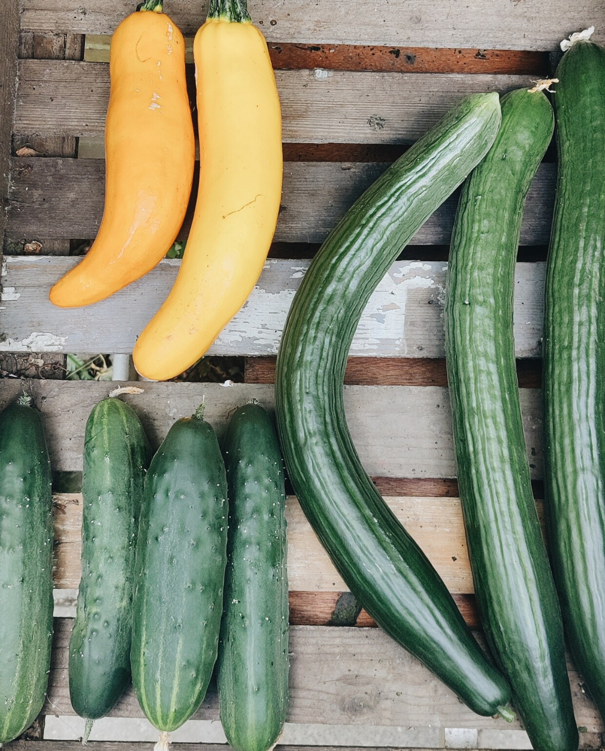 Oogst moestuin, komkommers, wortels en courgette Beeld Vivian Hoebe en Mark Mulder