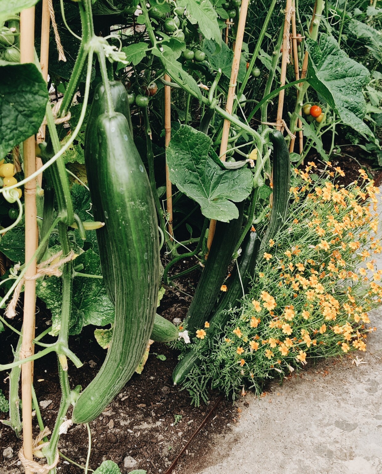 Komkommer moestuin van Vivian en Mark Beeld  Vivian Hoebe en Mark Mulder