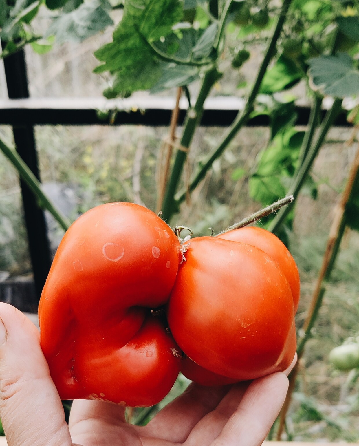 Tomaten oogst uit de moestuin van Vivian en Mark Beeld Vivian Hoebe en Mark Mulder