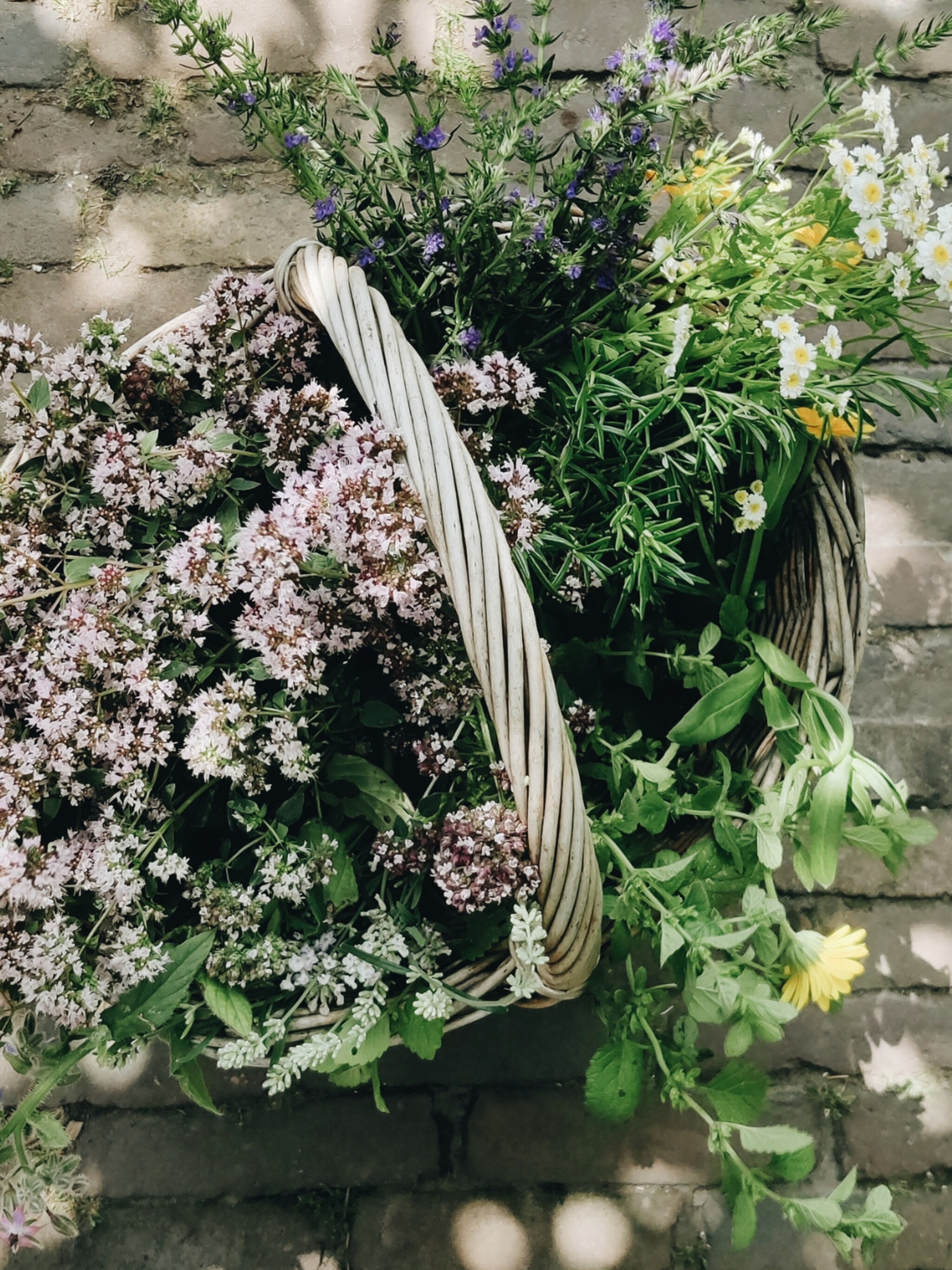 onkruid eten eetbare planten tuin