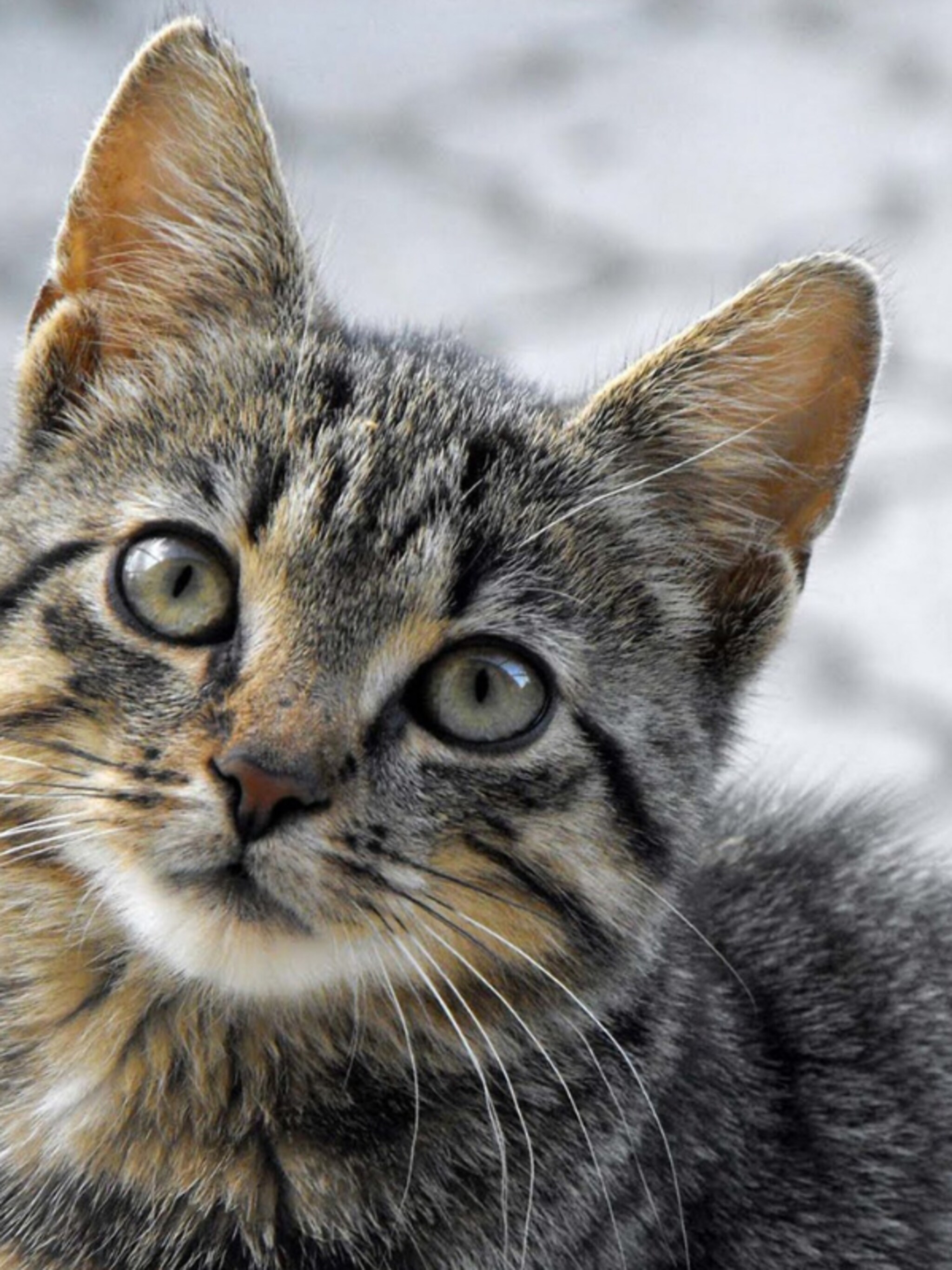 internationale kattendag tips en adviezen voor een kat in huis