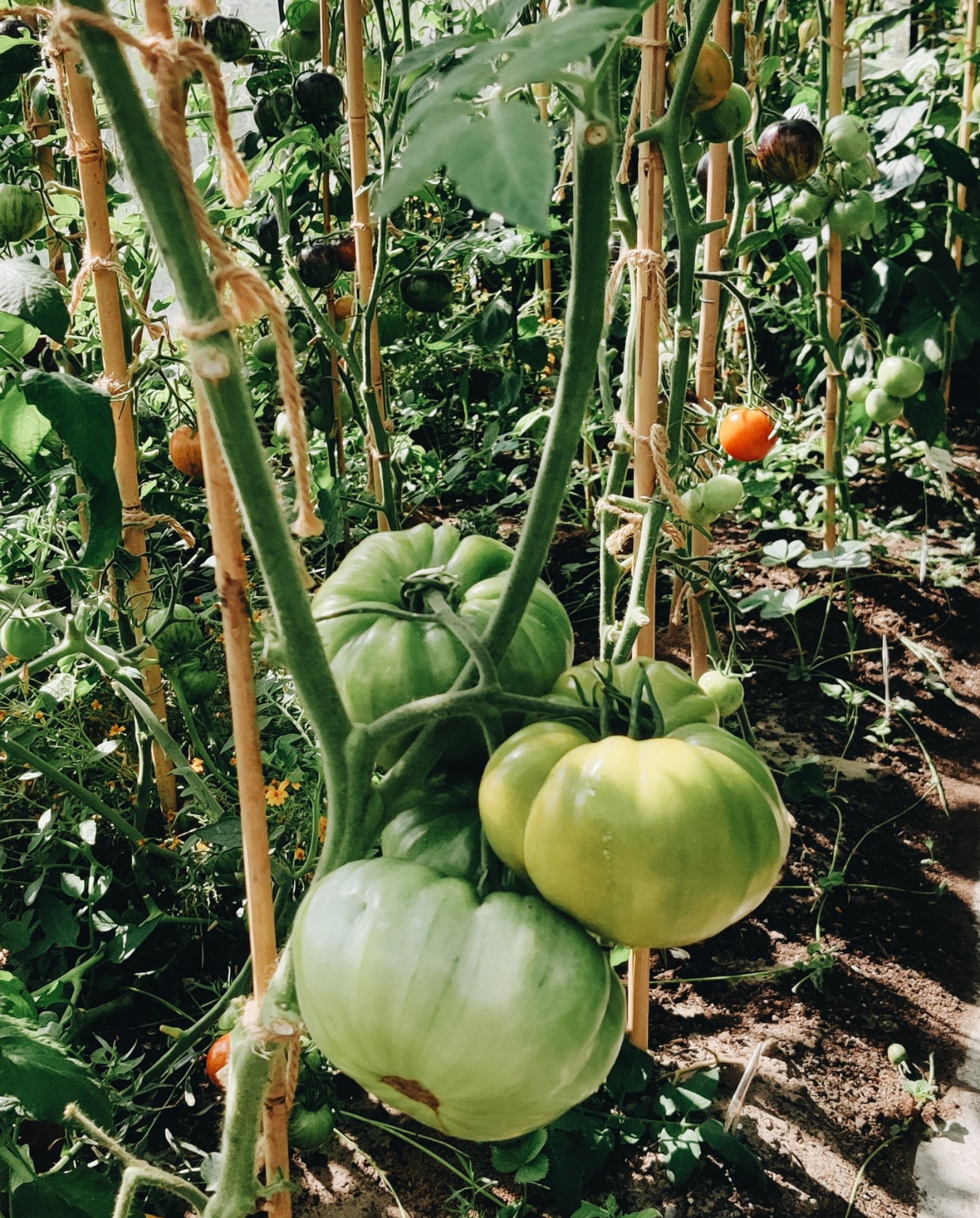 Grote tomaten Beeld Vivian Hoebe en Mark Mulder