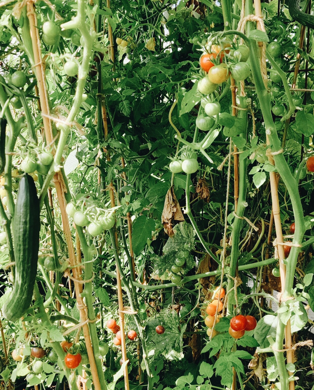 Tomaten Beeld Vivian Hoebe en Mark Mulder