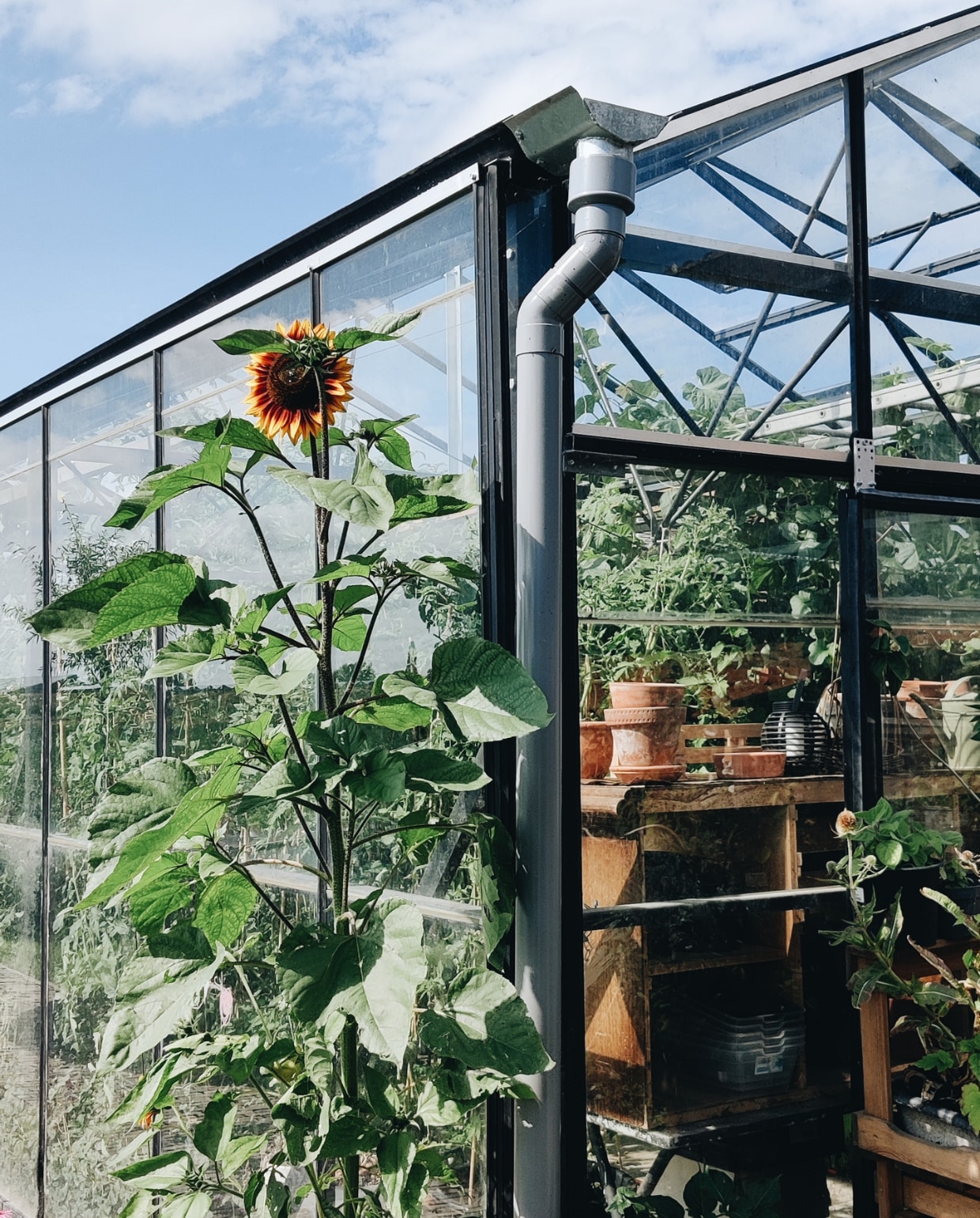 Zonnebloem fotografie Vivian Hoebe en Mark Mulder