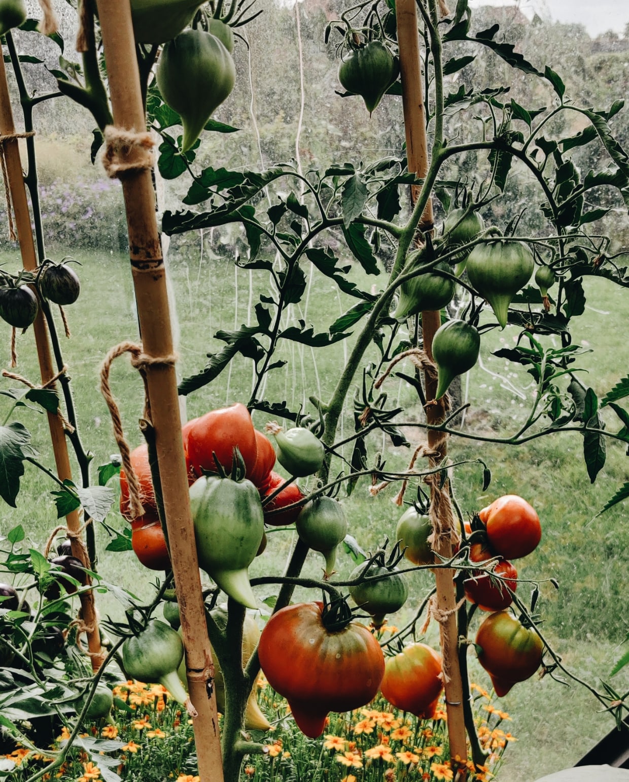 Tomatenplant Beeld Vivian Hpebe en Mark Mulder