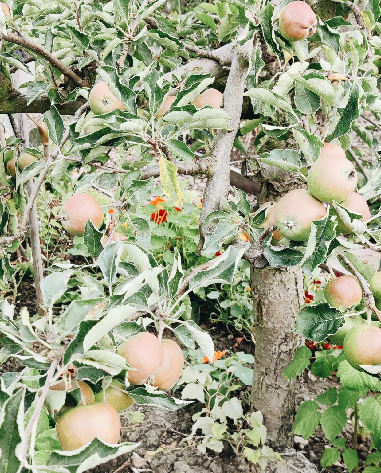 Appelboom Beeld Vivian Hoebe en Mark Mulder