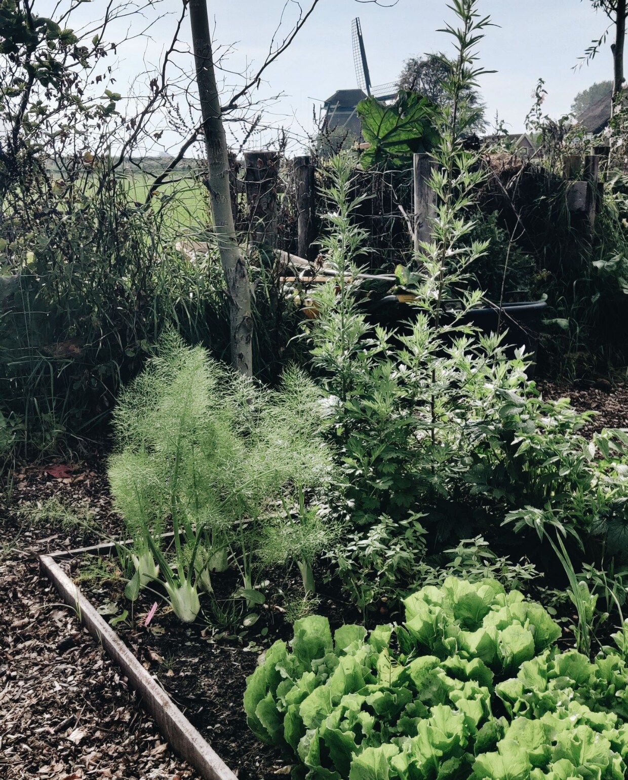 Moestuin Vivian Hoebe en Mark Mulder