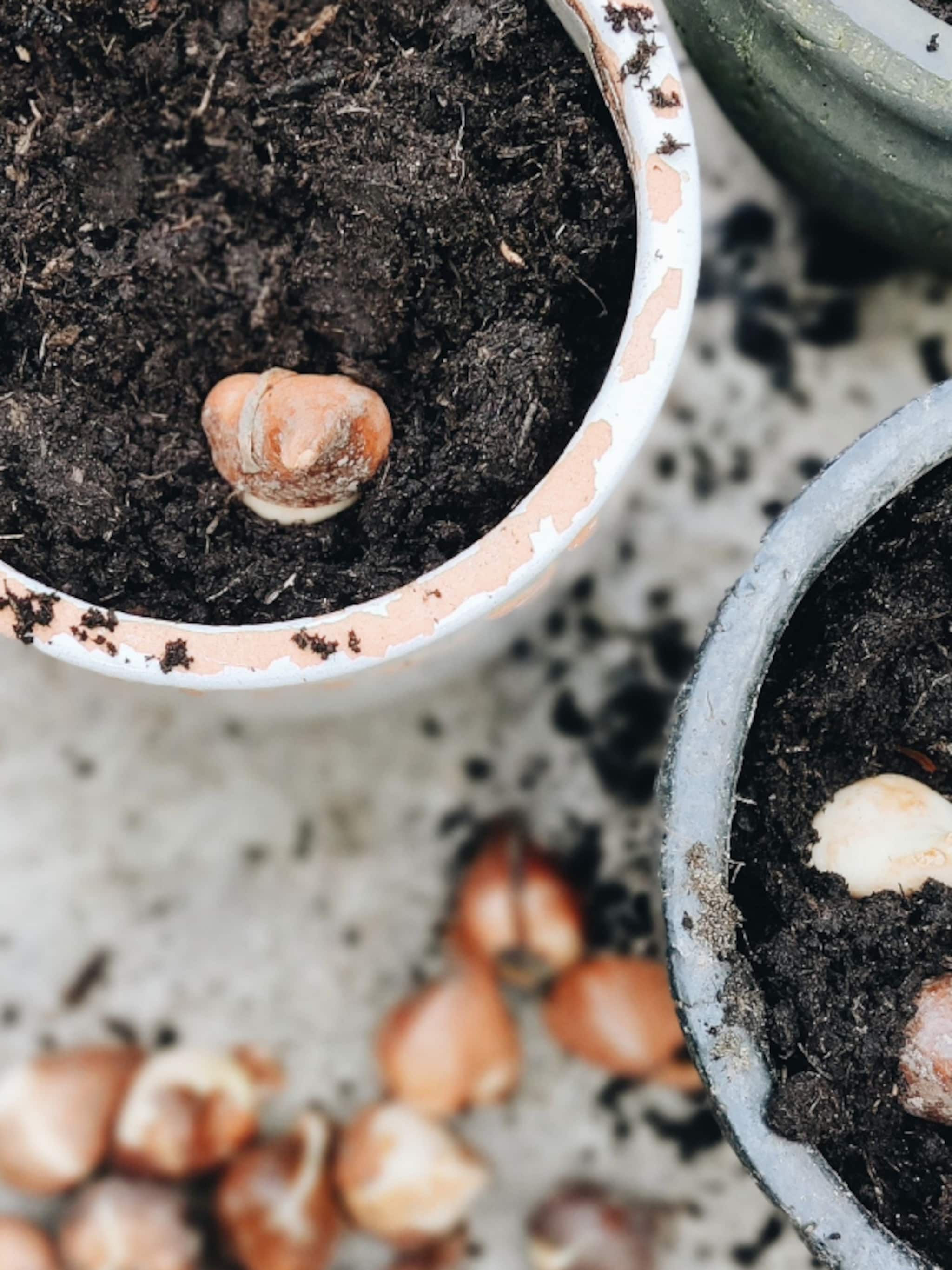 het moment om bloembollen te planten voor een fleurig voorjaar