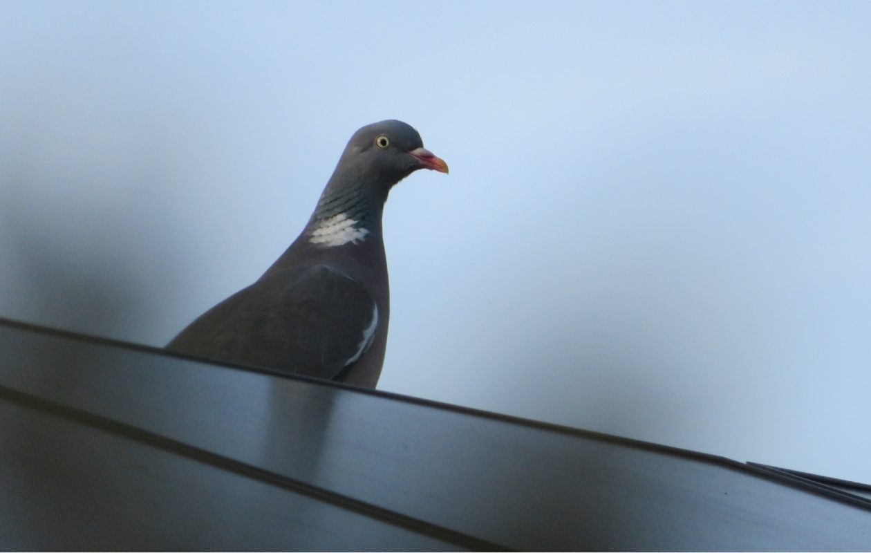 Vogelnesten onder zonnepanelen kunnen voor overlast zorgen. Unsplash