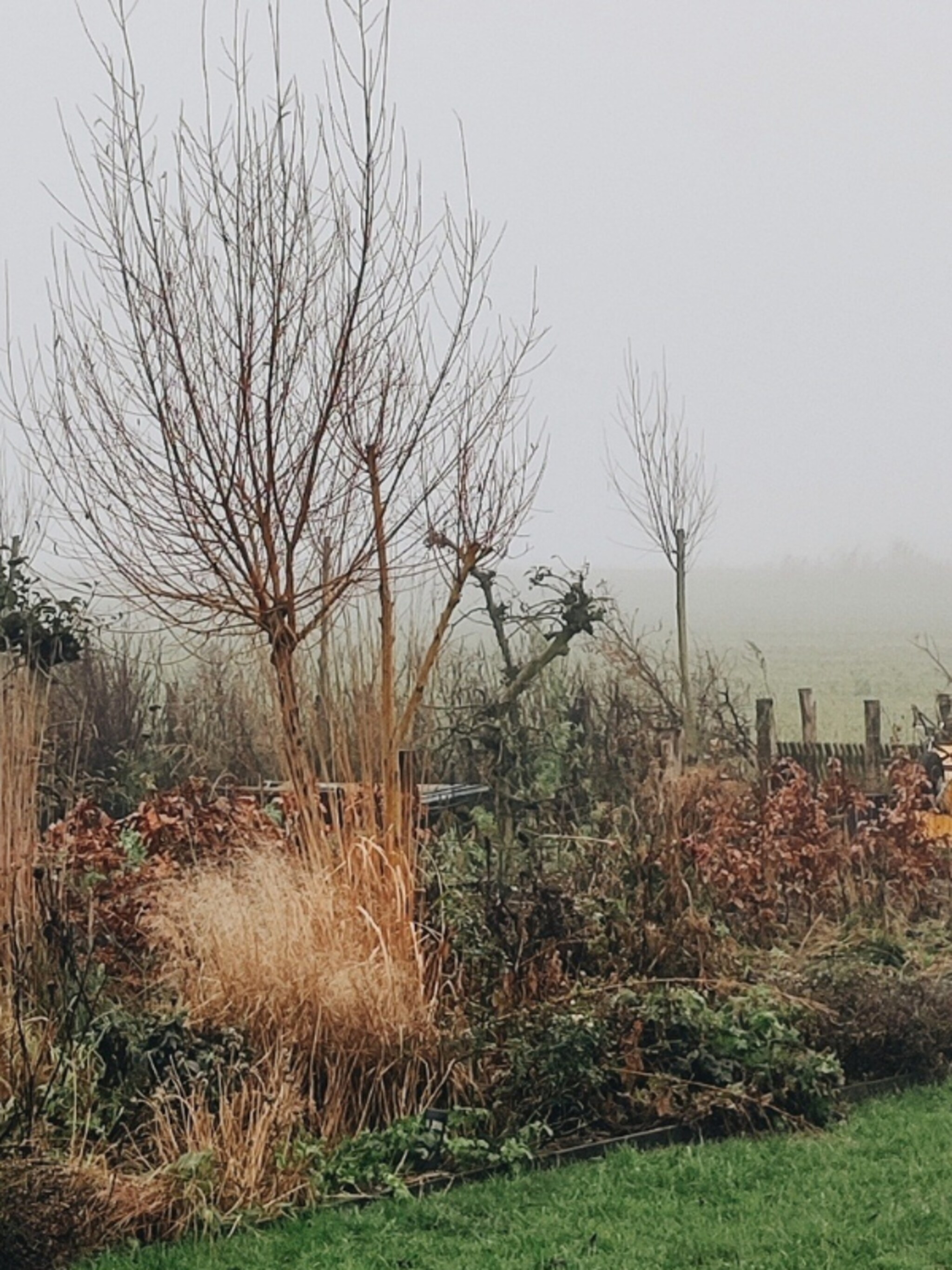 deze planten snoeien tuinexperts vivian en mark wel en niet in de winter