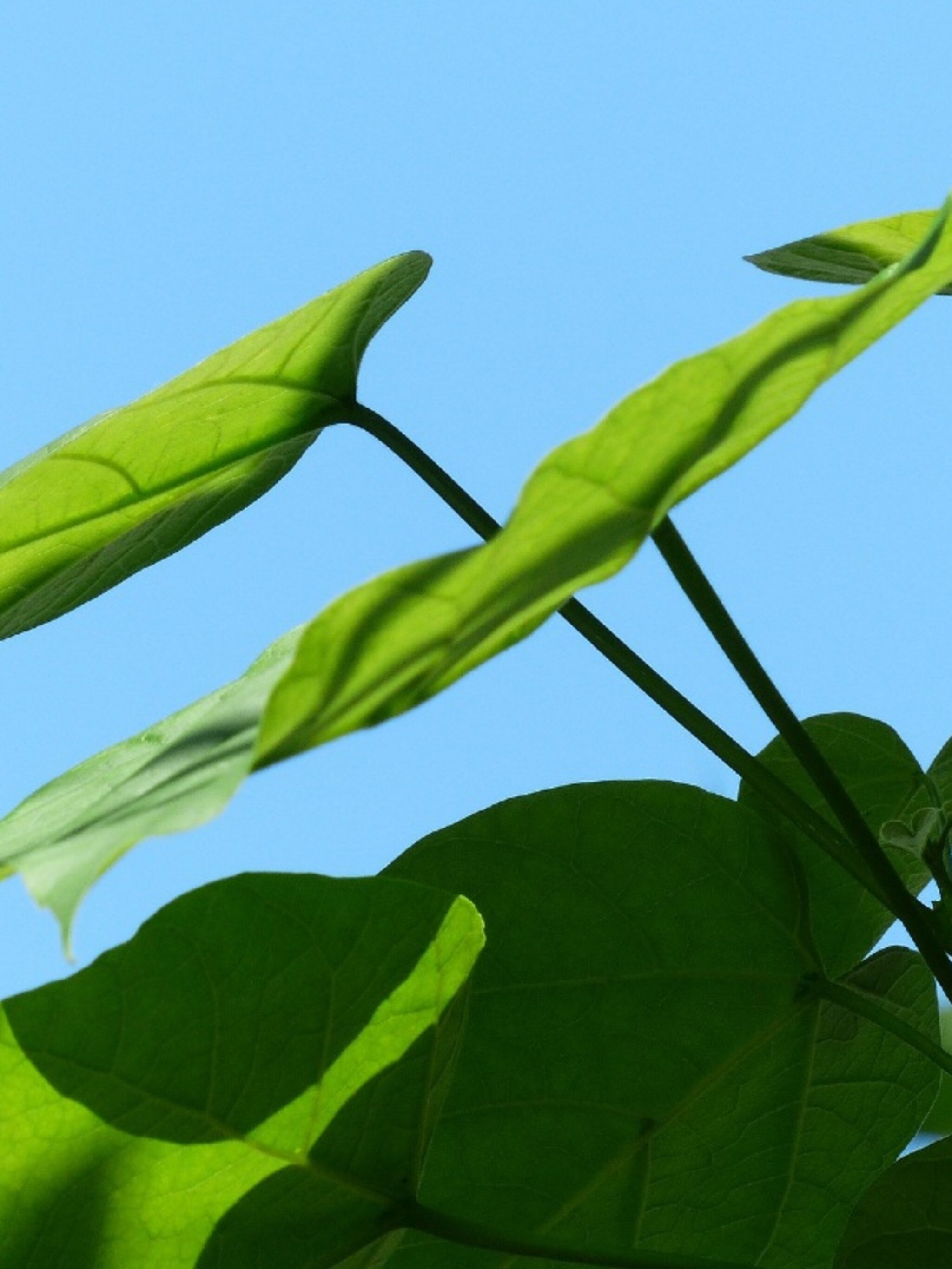 dit moet je weten over het snoeien van de bol catalpa