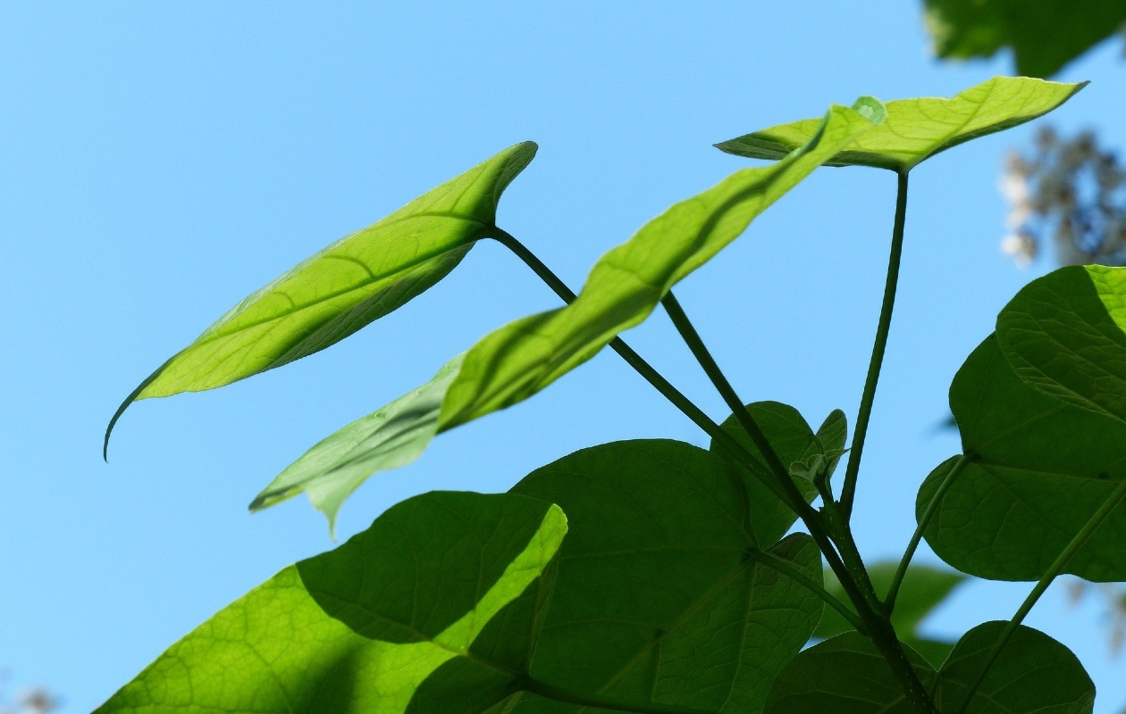 De bladeren van de Catalpa, ook wel trompetboom Pixabay