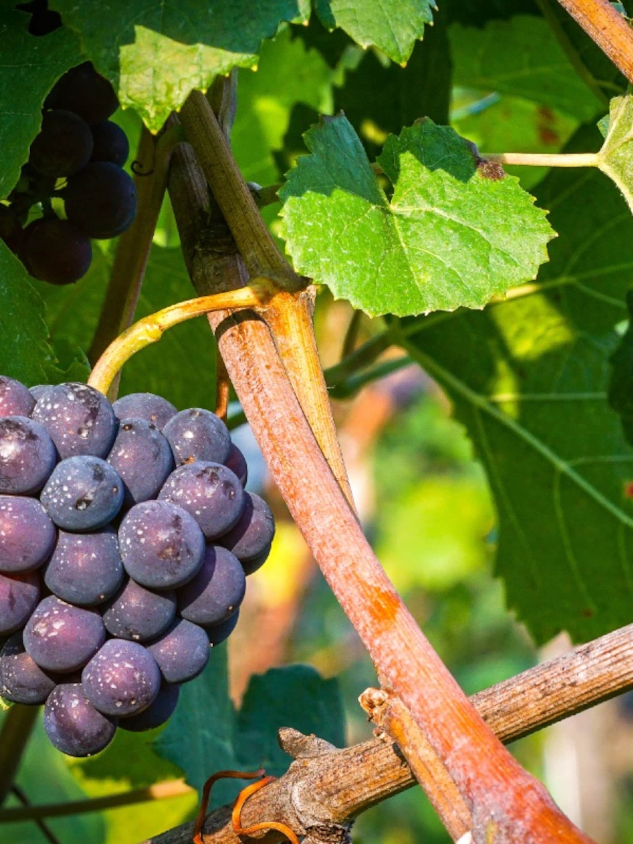 sappige druiven uit eigen tuin alles over de druif snoeien