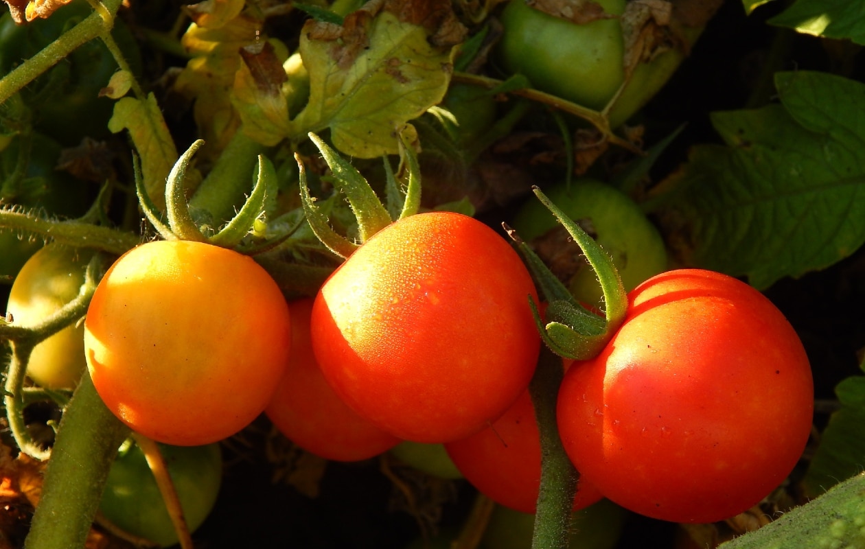 Tomaten kweken in eigen tuin Unsplash