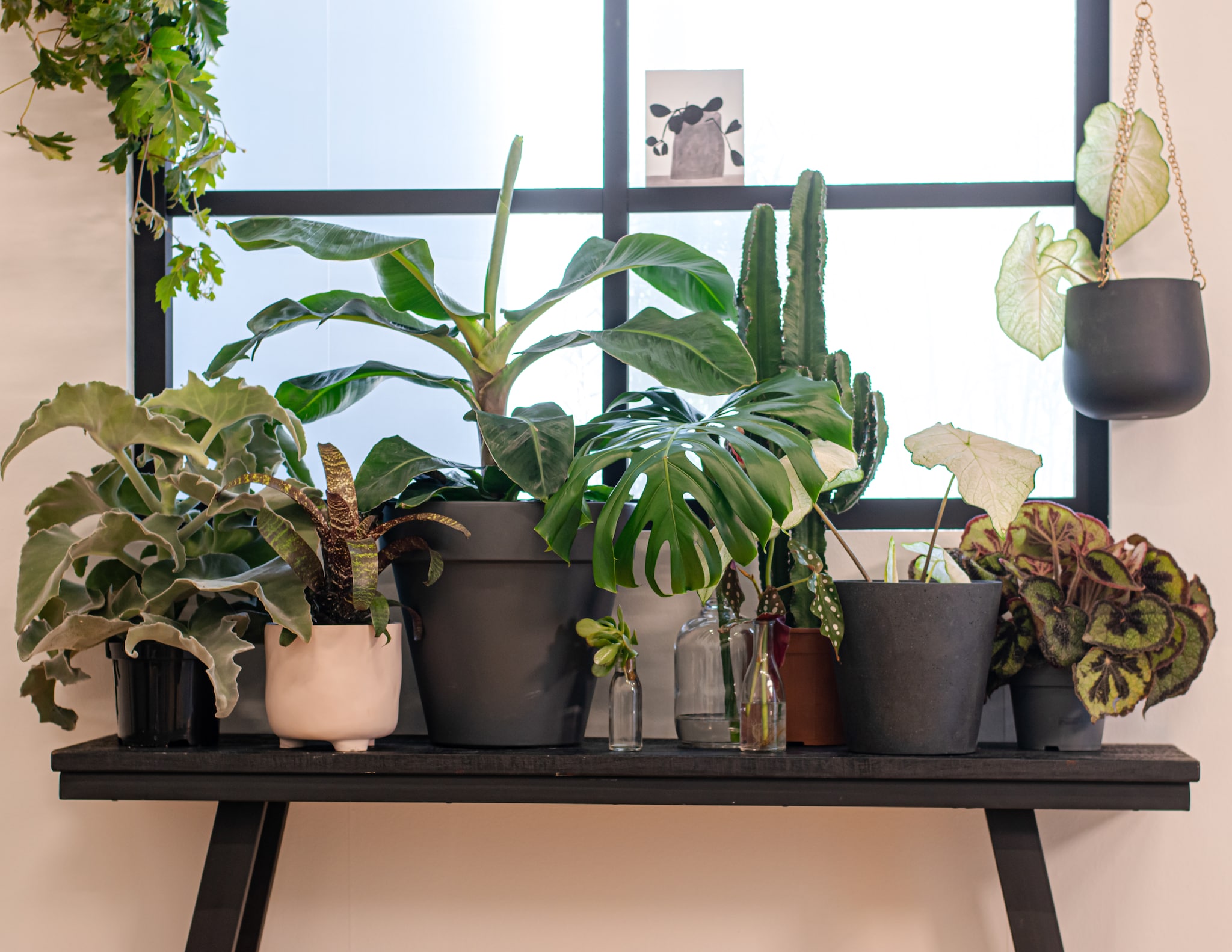 Houten sidetable Corti van Light &amp; Living, bloempot en hangbloempot Greenville van Elho, gerecycled kunststof, ronde hangbloempot Umbra. Strelitzia Nicolai plant inclusief pot via Green Lifestyle Store. Alocasia Stingray plant inclusief pot via Green Lifestyle Store (vtwonen.nl/shop). Overig privbezit. vtwonen 2024-02 | Styling Fietje Bruijn | Fotografie Lotte Kwant
