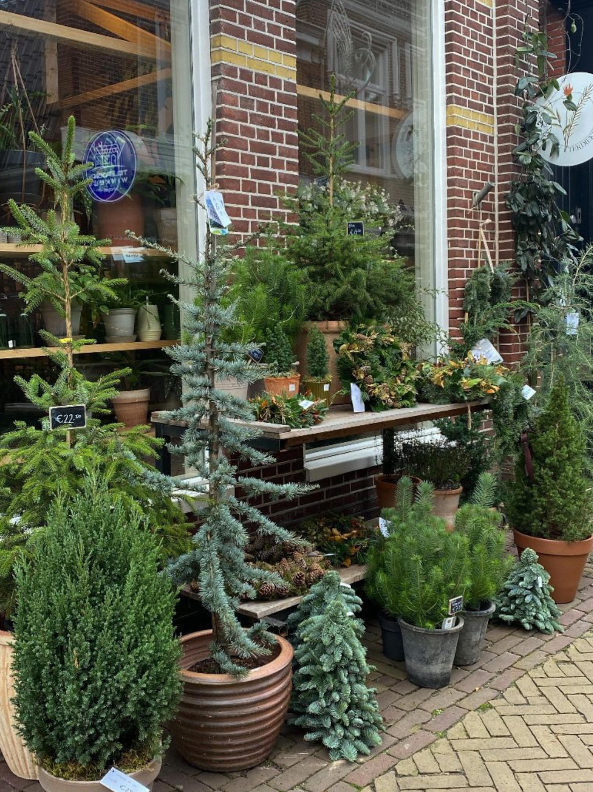de kerstboom herplanten onze tuinexperts geven tips