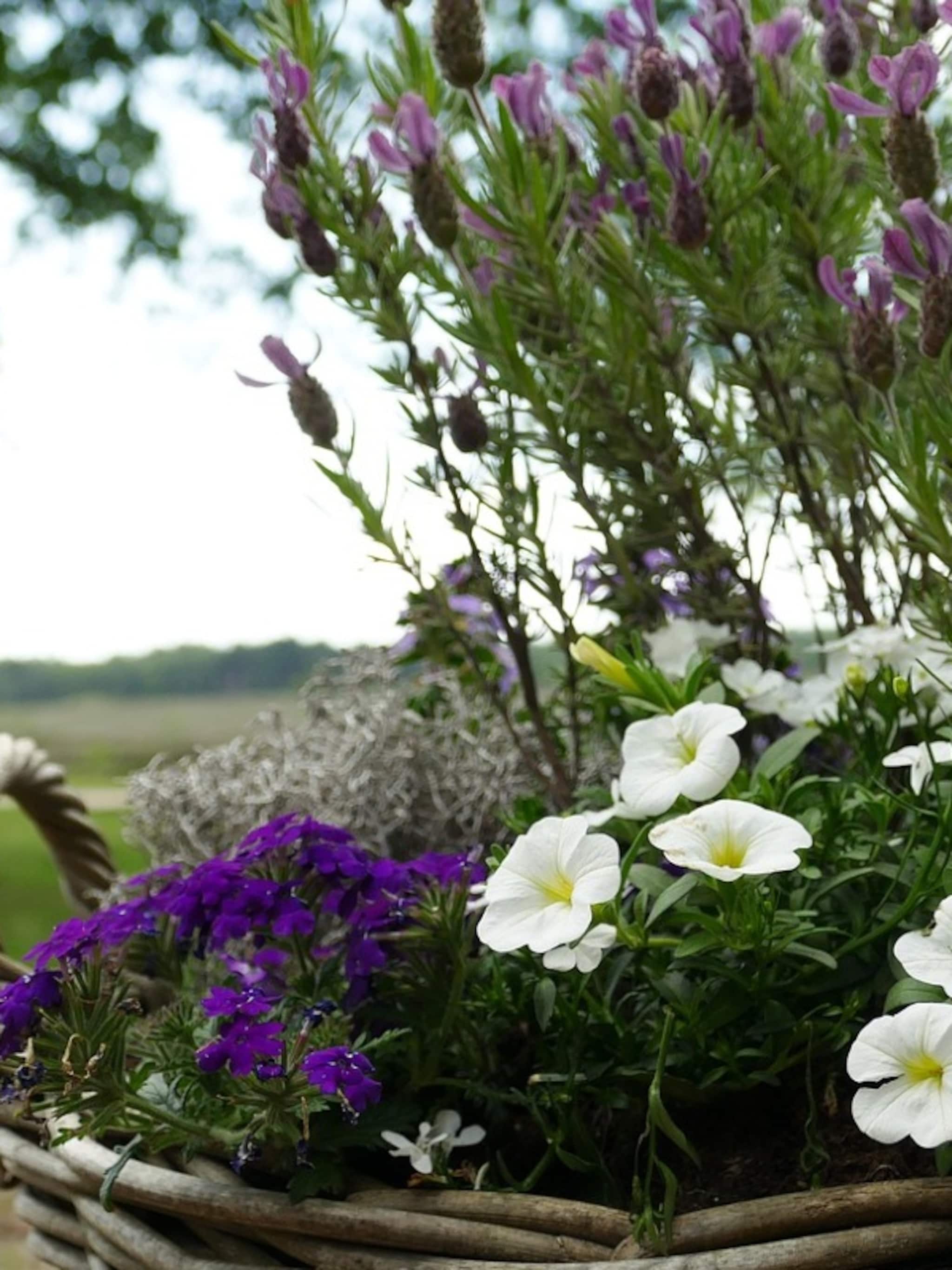 planten in bakken de mooiste combinaties