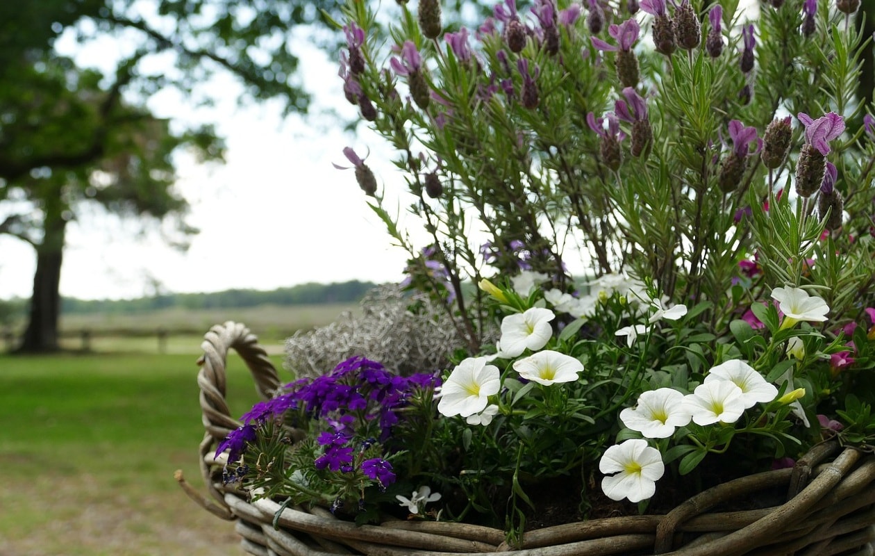 Bloemen in plantenbakken Pixabay