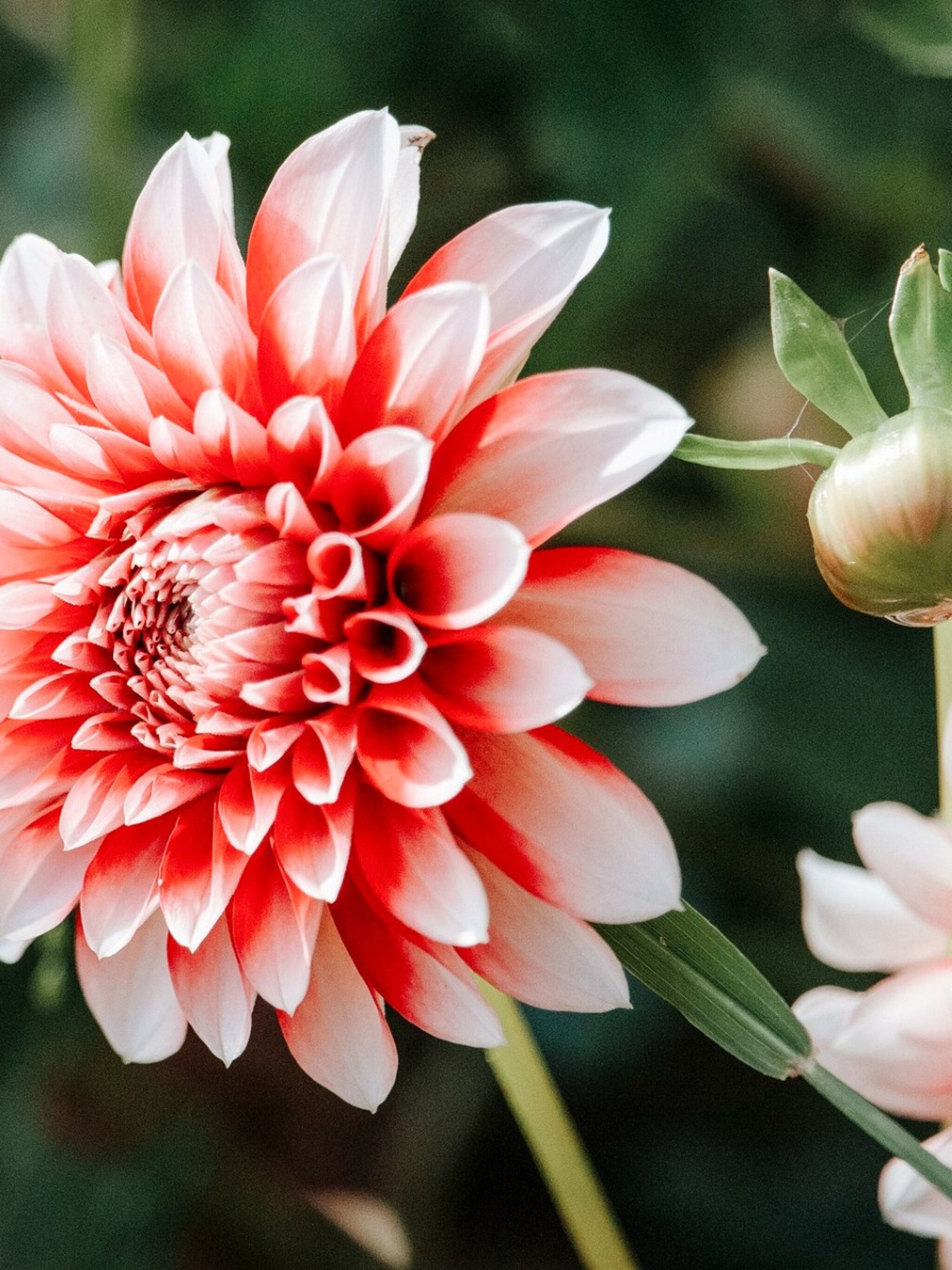 hoe en wanneer dahlia planten