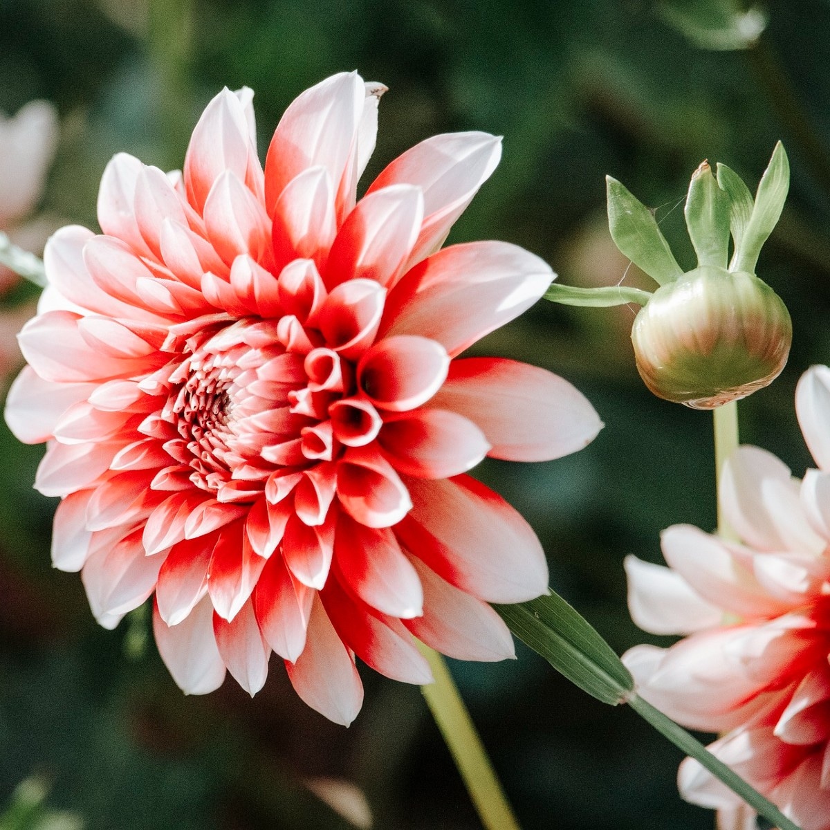 Dahlia Pixabay