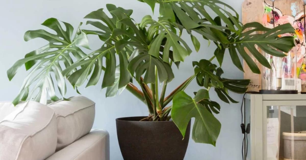ferm living plant box rund Ferm Living - Plant Box - Large