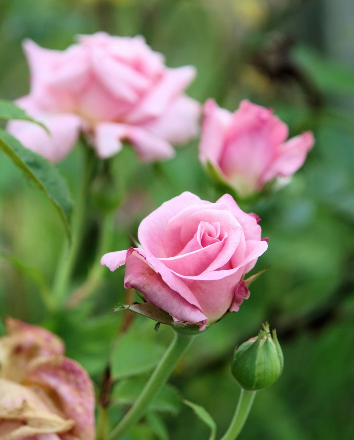 Rozen Pixabay