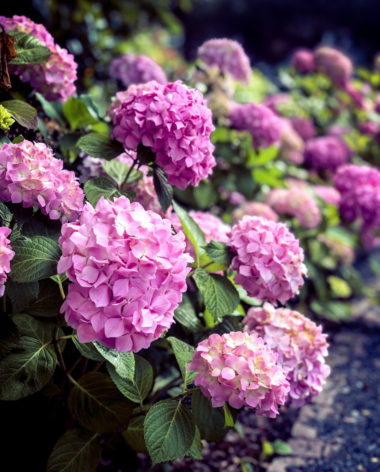 Hortensia planten hoe en wanneer? vtwonen