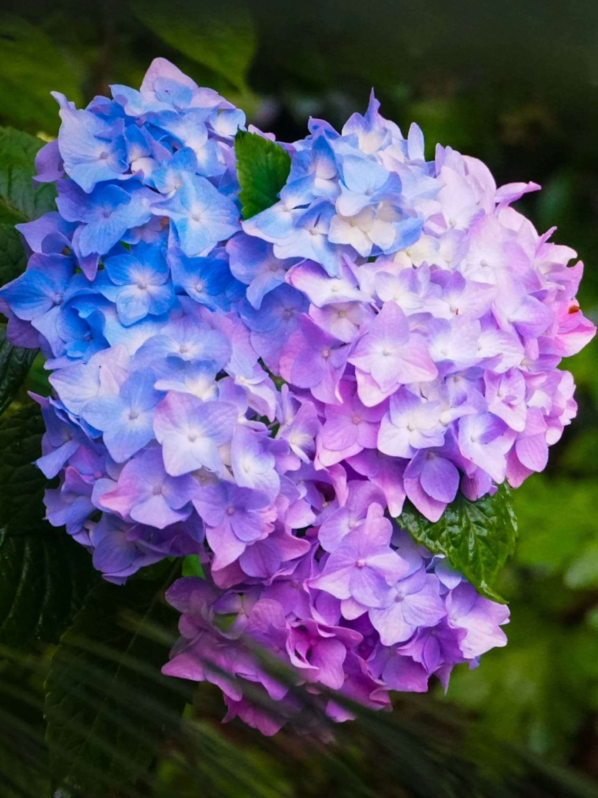 simsalabim zo laat je een hortensia van kleur veranderen