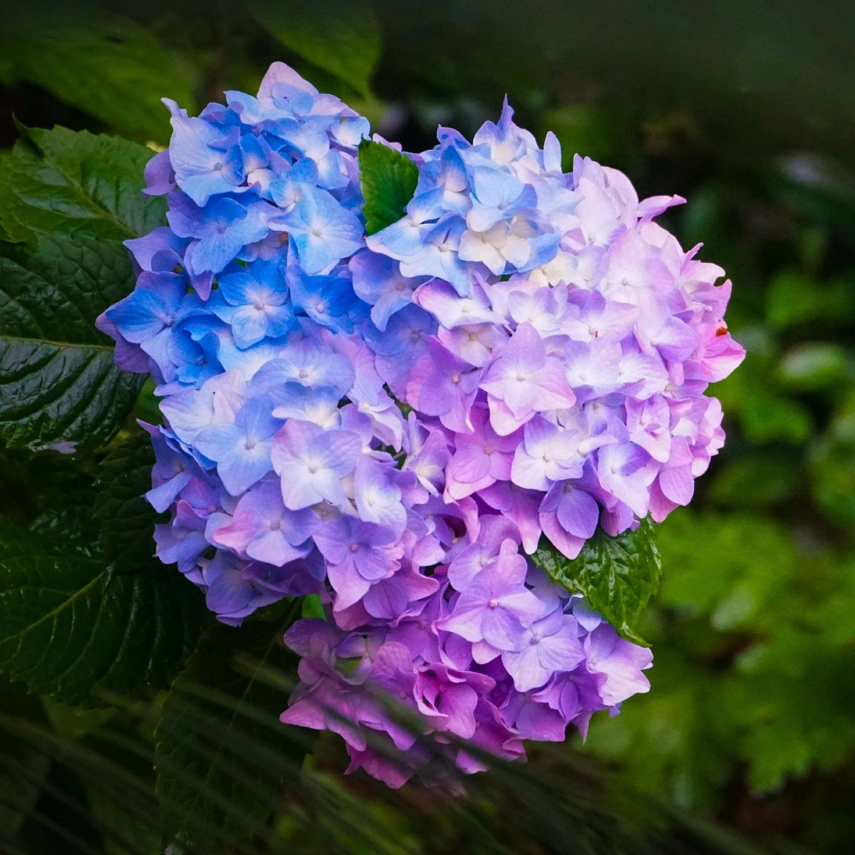 Hydrangea of hortenisa in blauw en paars Unsplash