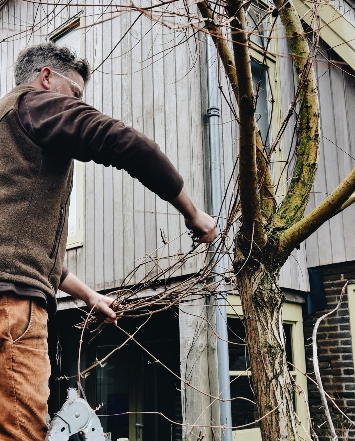 Mark Mulder snoeit een wilg omgroeid door Clematis Vivian Hoebe en Mark Mulder
