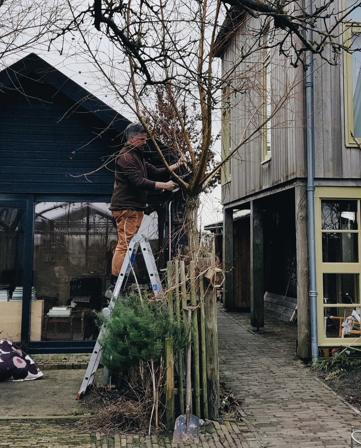 Mark Mulder snoeit een wilg omgroeid door Clematis ver weg. Vivian Hoebe en Mark Mulder
