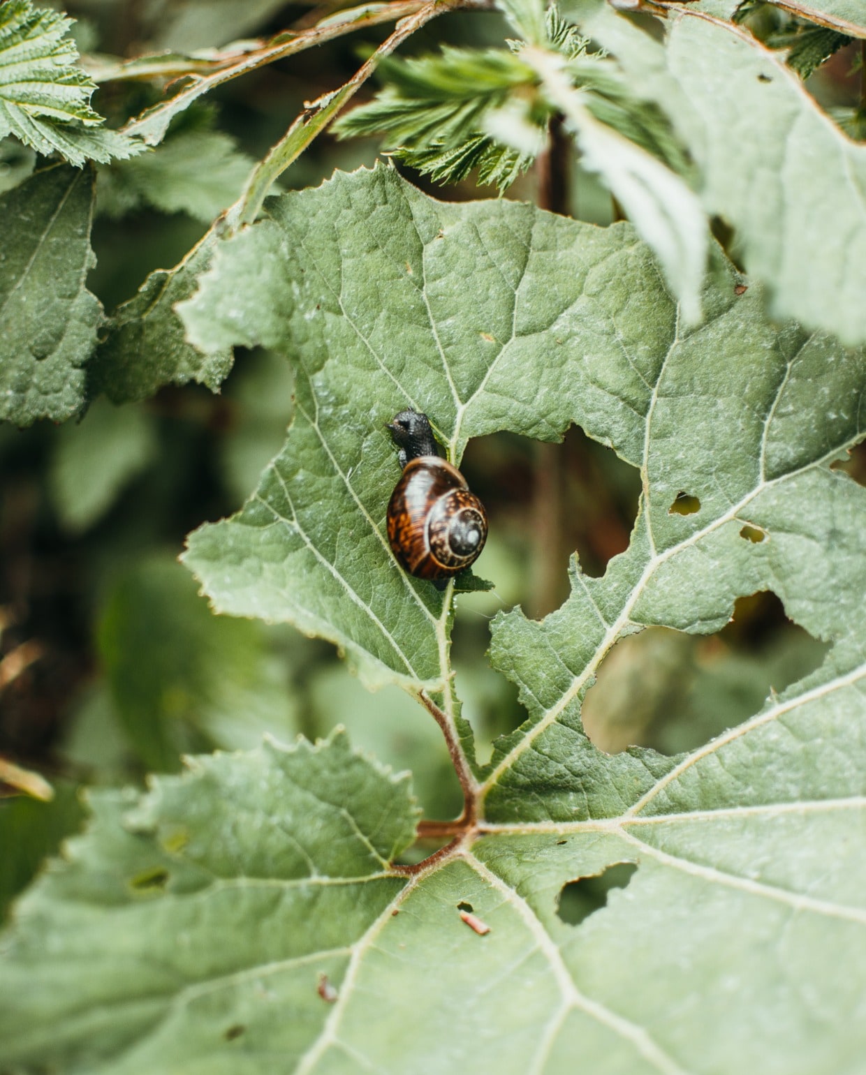 Slakken in de tuin Pexels
