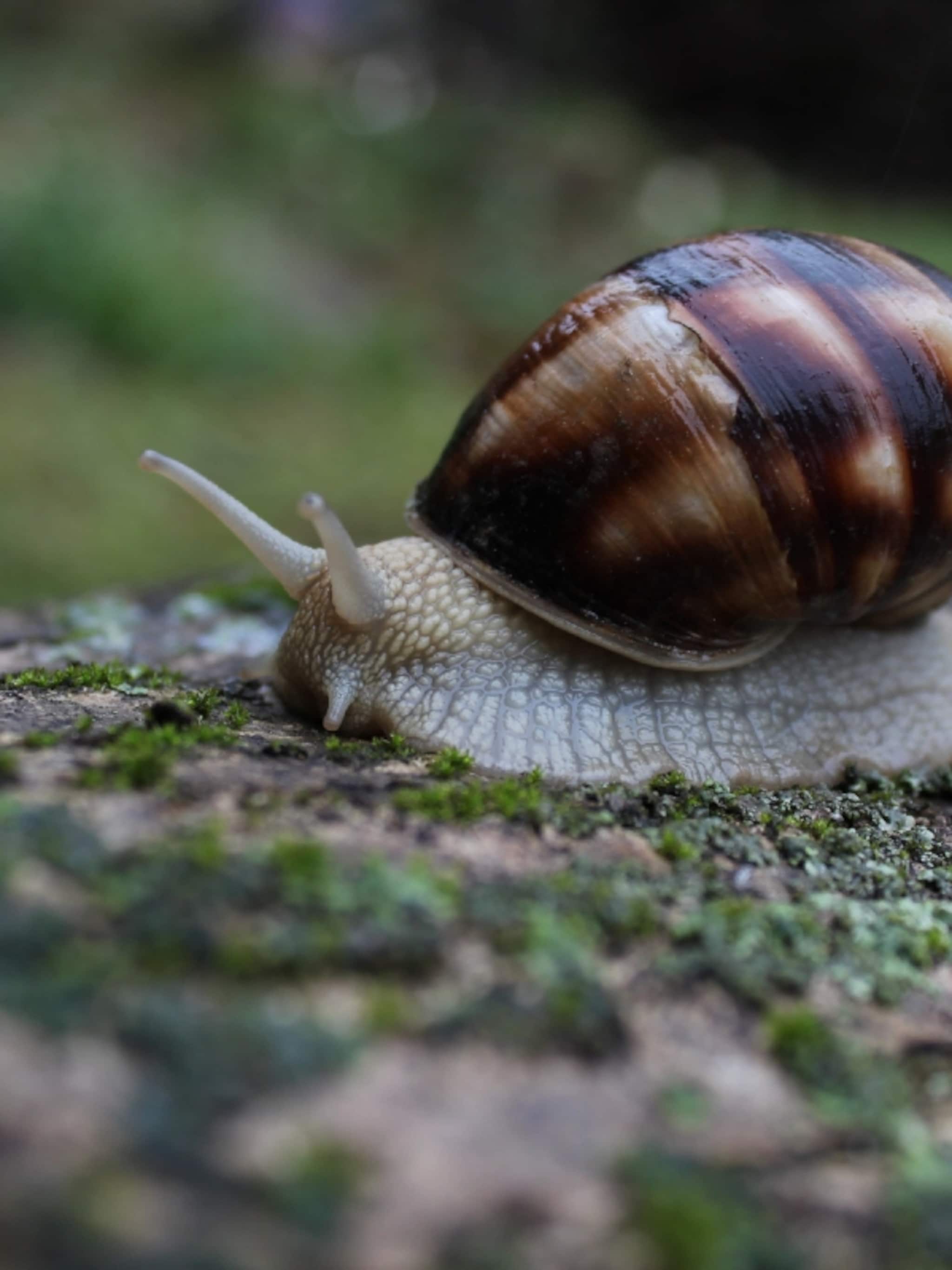 sorry slak dit zijn planten waar slakken niet van houden