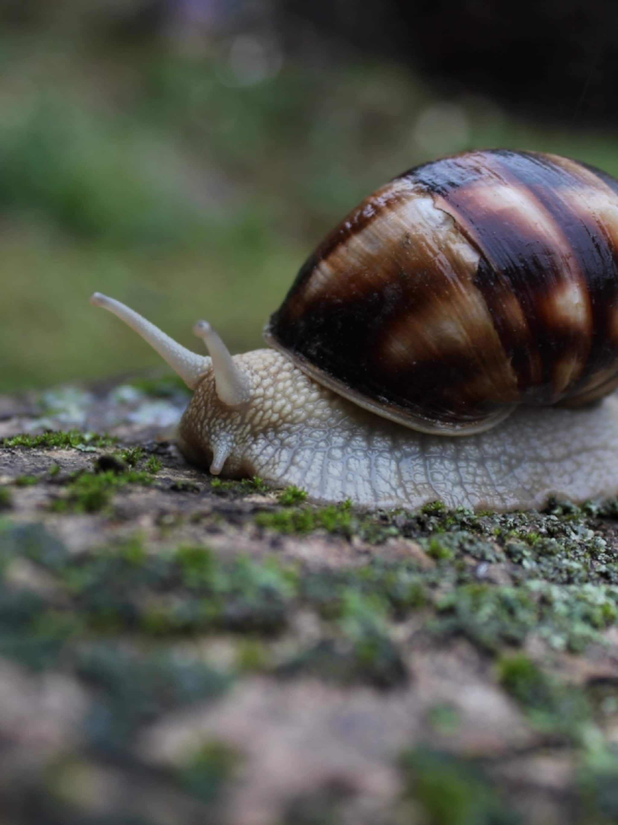 sorry-slak-dit-zijn-planten-waar-slakken-niet-van-houden