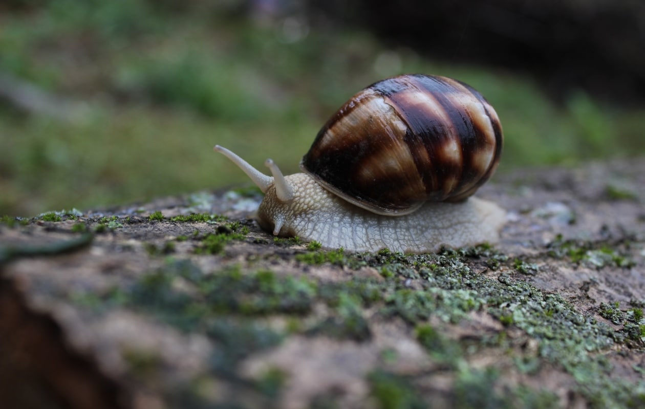 Planten waar slakken niet van houden Pexels