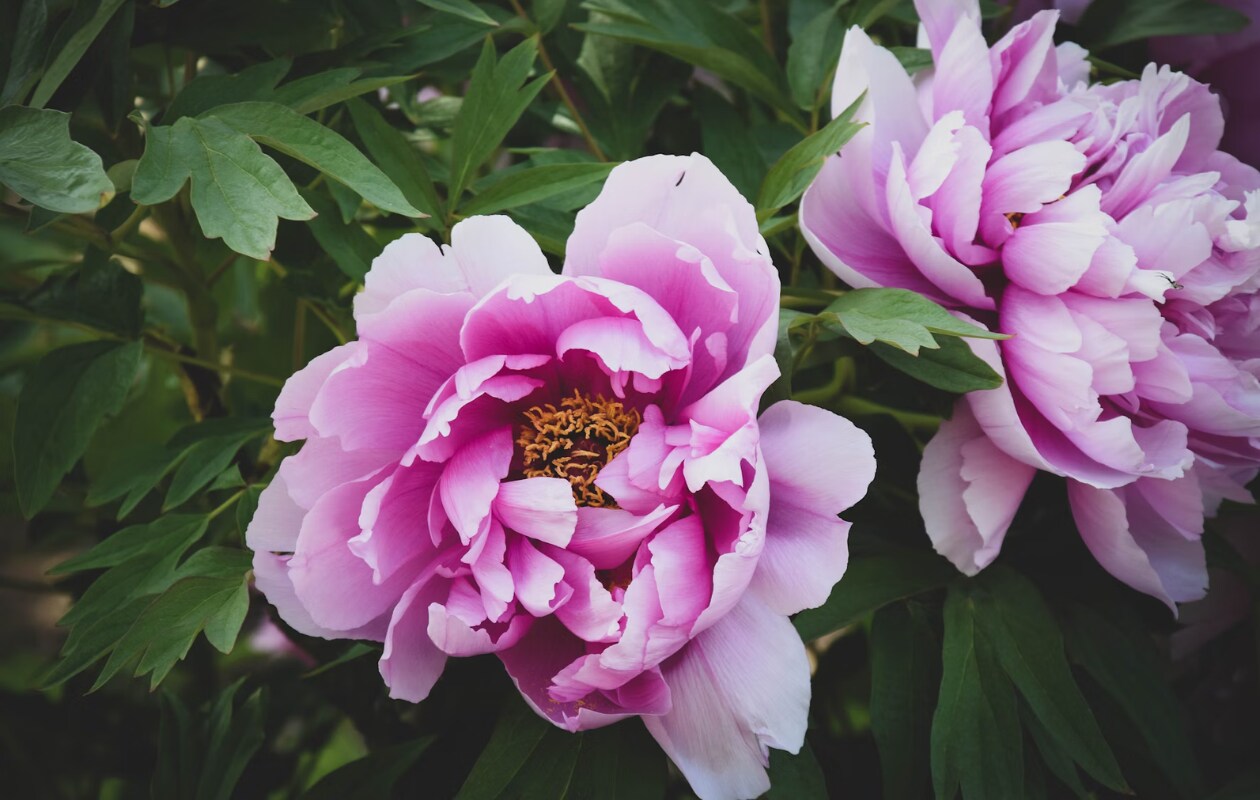 Pioenroos,  bloemen Jaroslava Petrášová via Unsplash