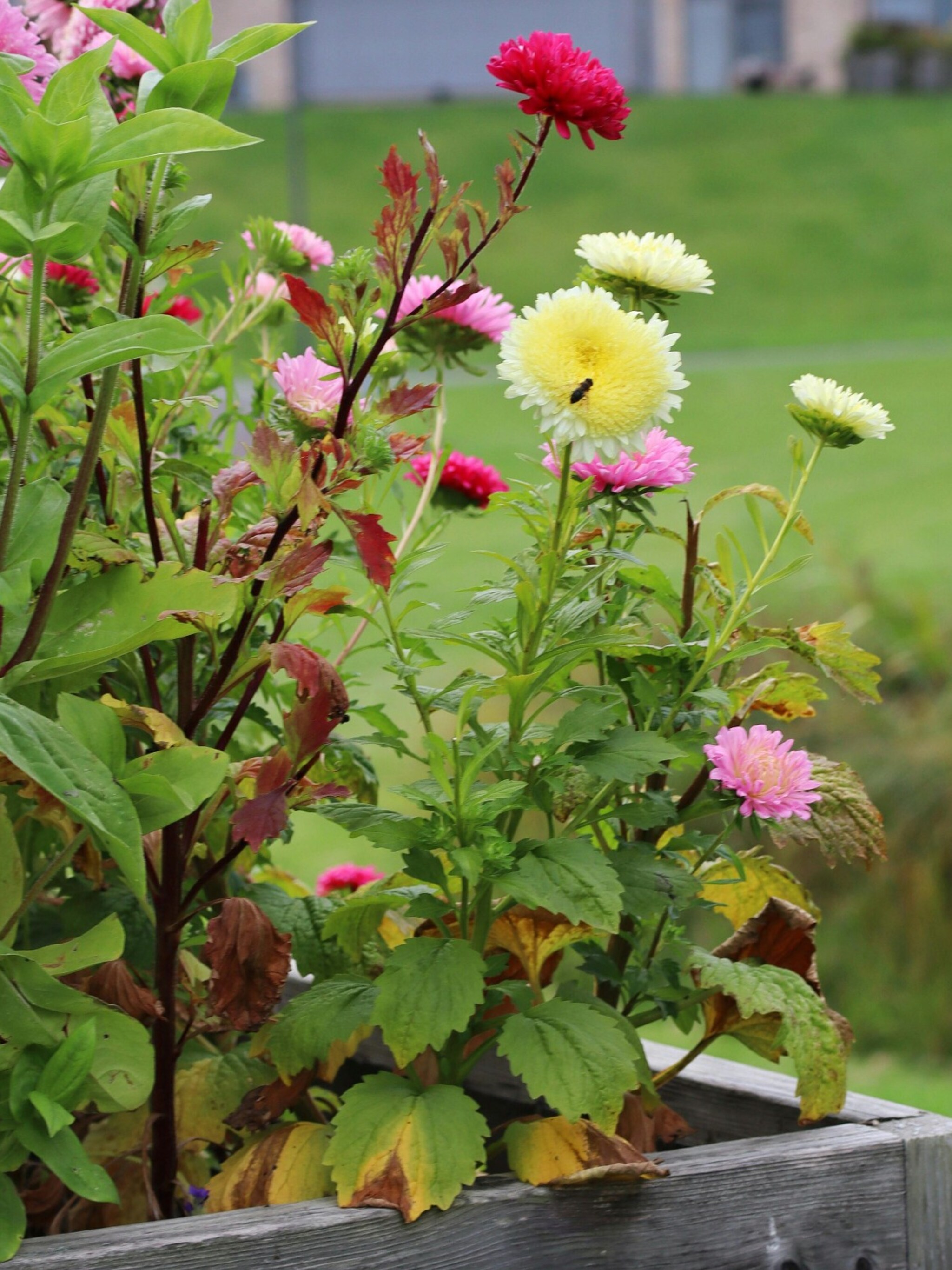 biologische tuin planten voordelen