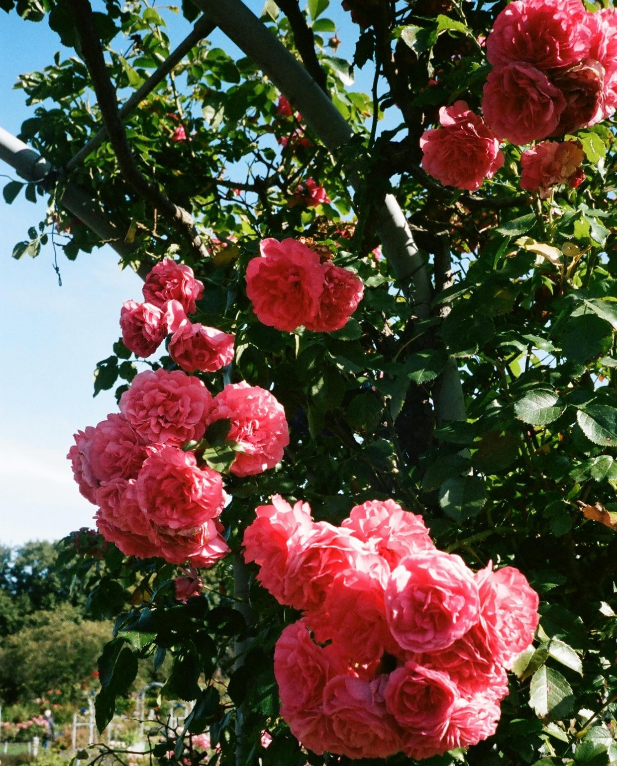 Klimrozen over een pergola Pexels
