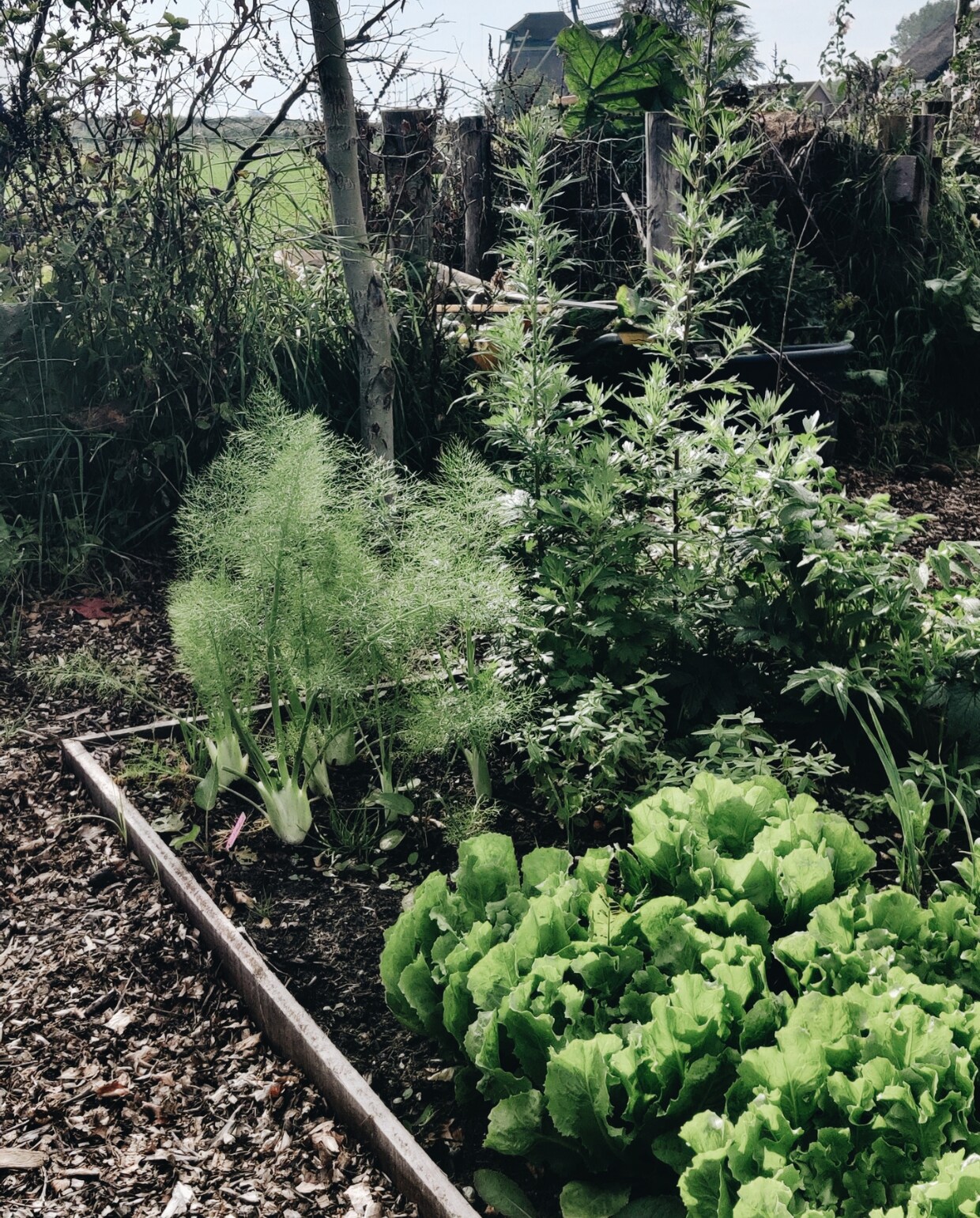 moestuin Vivian Hoebe en Mark Mulder