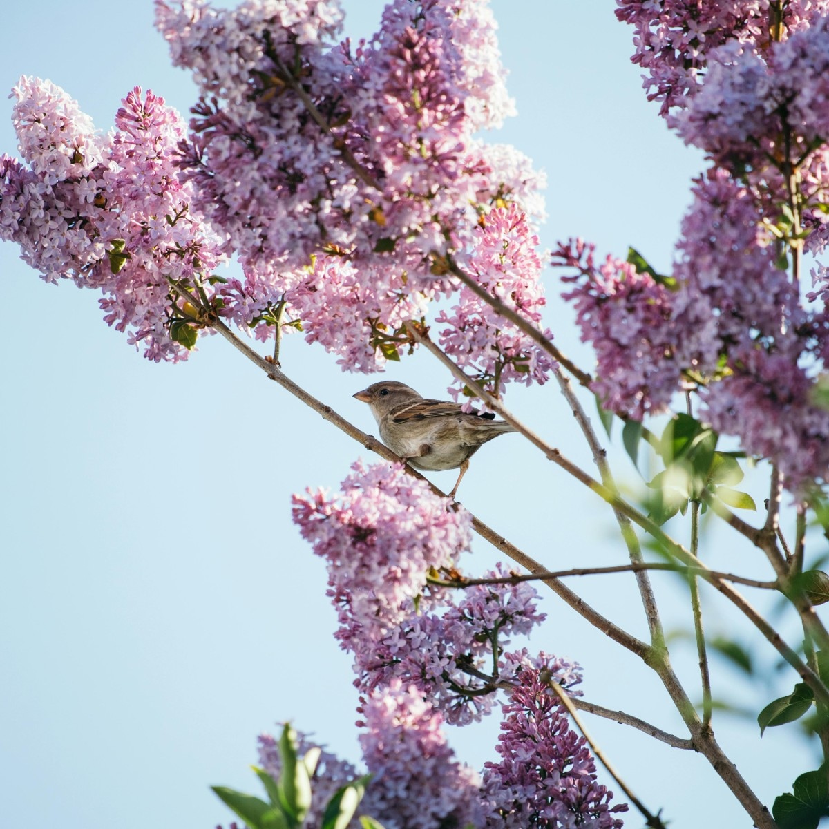 Sering of Syringa vulgaris Pexels